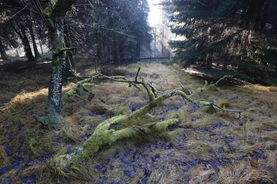 Wellness Pension Iveta Žacléř المظهر الخارجي الصورة
